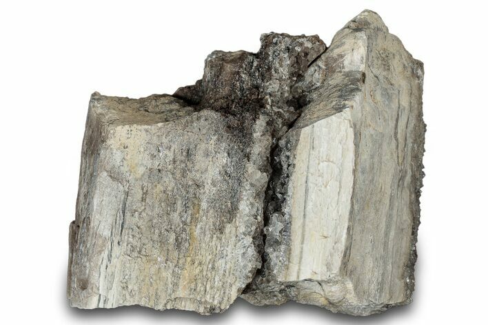 Petrified Wood Section with Sparkling Quartz - Arizona #305383